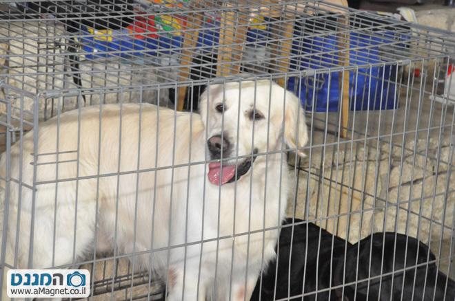 תמונה גדולה